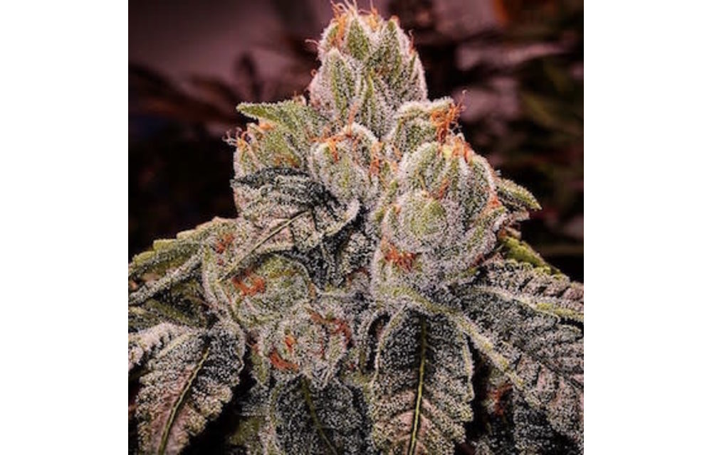 OG D Lux Bx3 Reg 17 pk