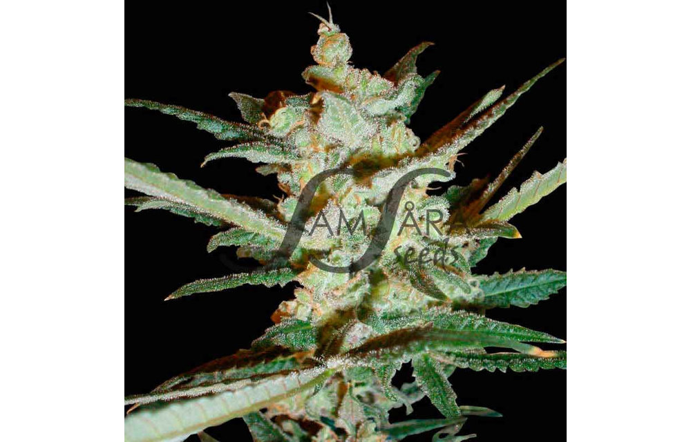 Supersonic Cristal Storm Auto Fem 5 pk