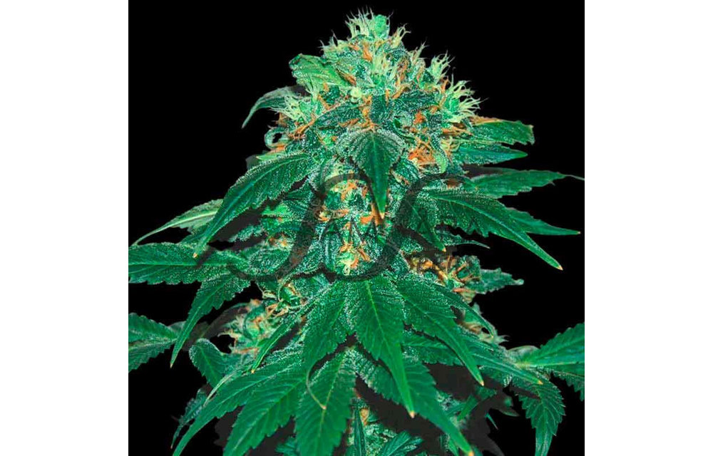 Punky Lion Fem 5 pk