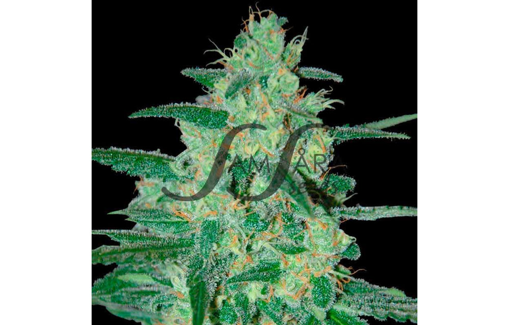 Holy Grail 69 Fem 5 pk