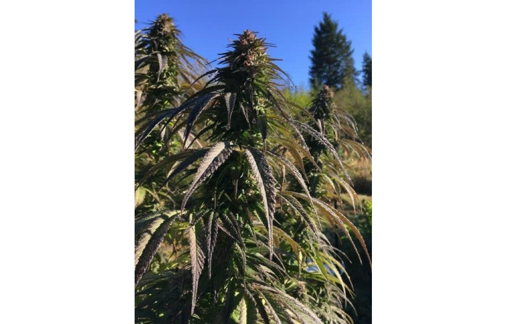 Sour Tsunami Reg 12 pk