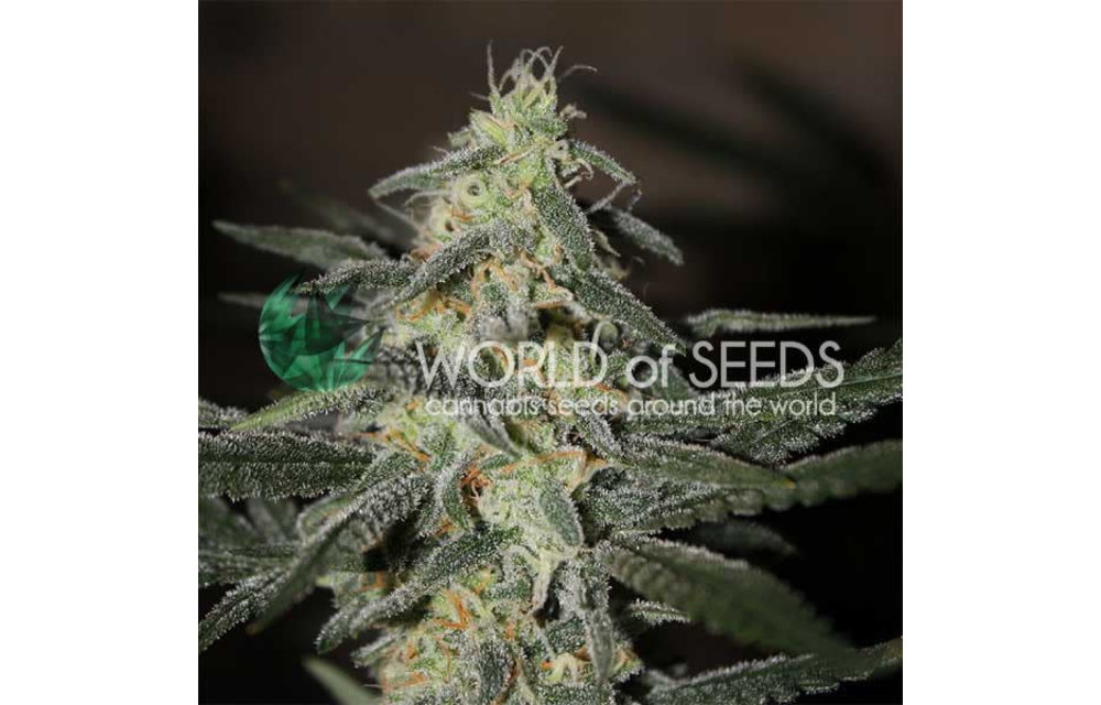 Northern Lights x Big Bud Early Version Fem 7 pk