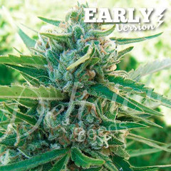 Feminized Early Version