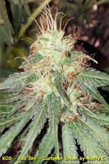 Products tagged with Kush