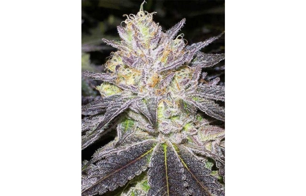 The Cake Fem 6 pk