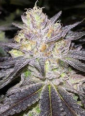 Feminized Hybrid Seeds