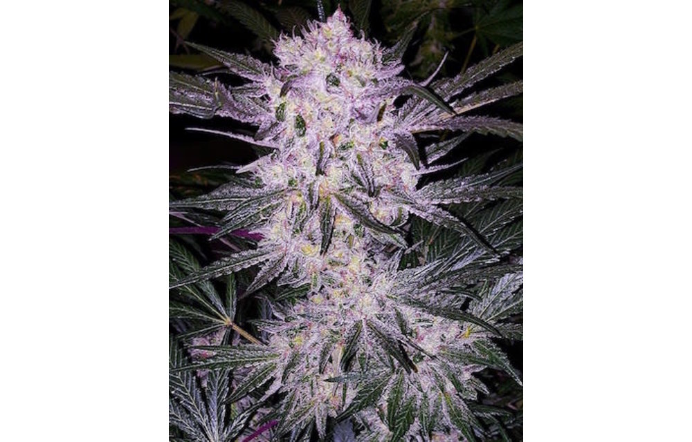 Lilac Cookies BX2 Reg 17 pk