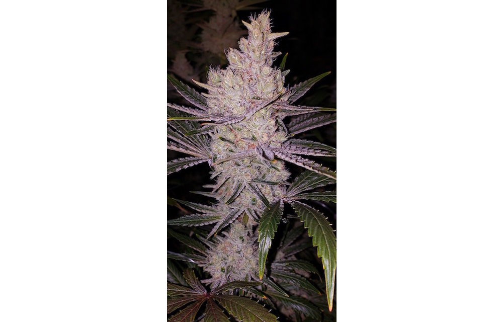 OKC (Orange Kush Cake) Fem 10 pk