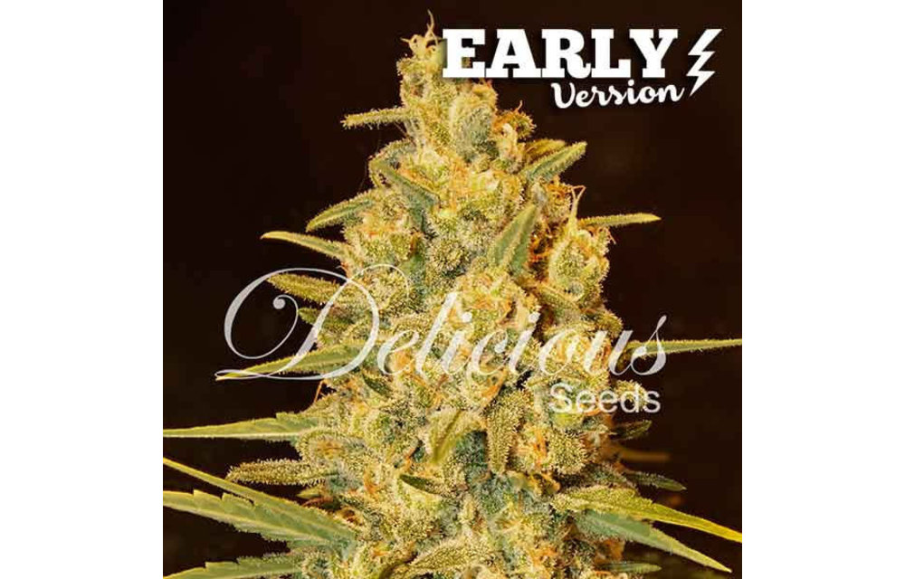 Critical Sensi Star Early Version Fem 5 pk