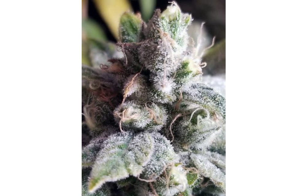 Tangie Cookies Reg 12 pk