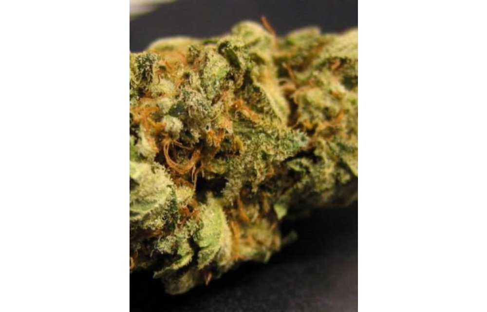 Big Bud Reg 12 pk