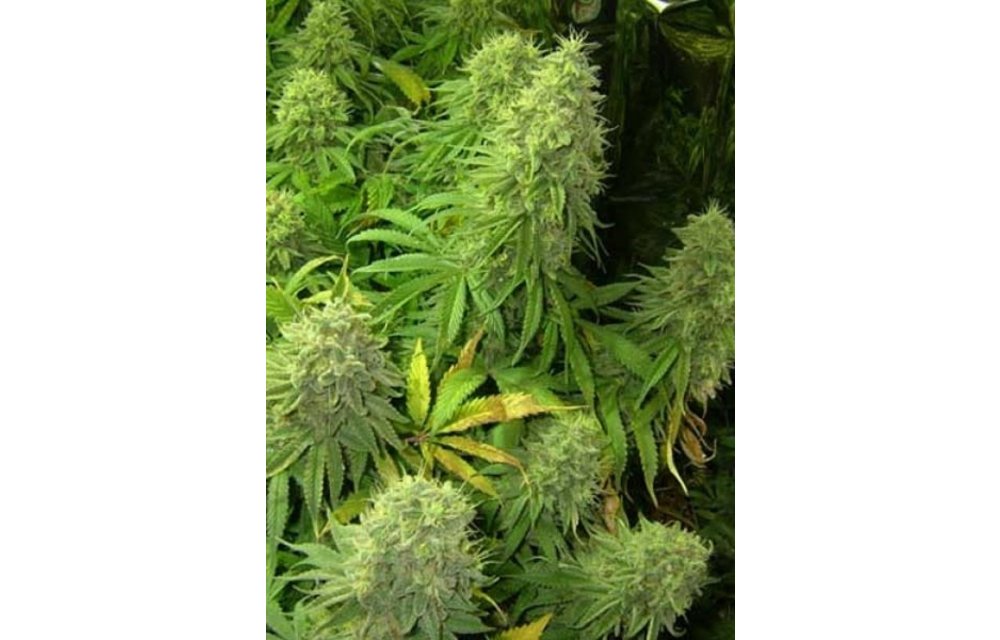 Big Bud Reg 12 pk