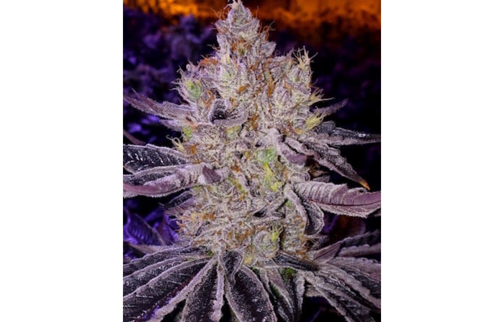 Ethos Apex F1 Reg 17 pk