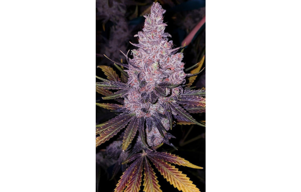 Member OG F1 Reg 17 pk