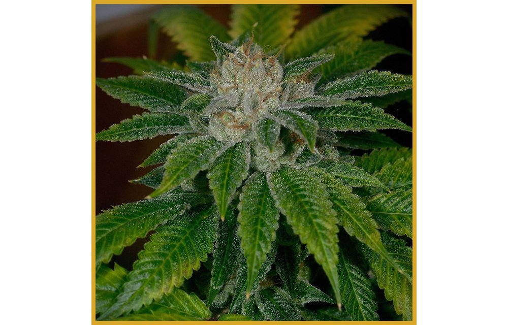 Clearwater Kush Reg 12 pk