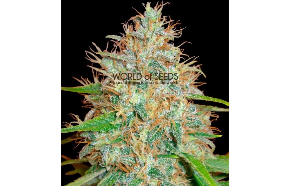 Afghan Kush x Skunk Fem 7 pk