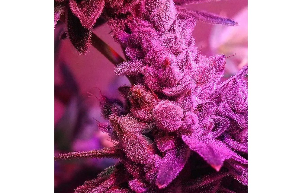 Chem Valley Bubblefunk Reg 10 pk
