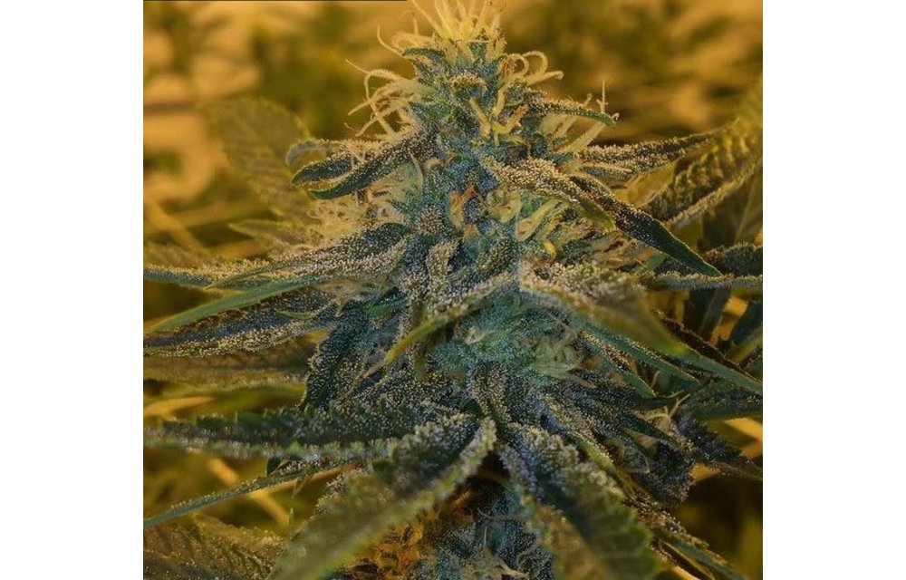 Mojito Reg 12 pk