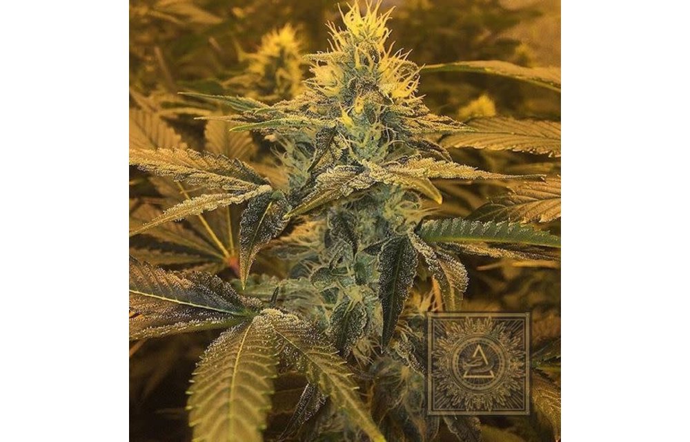 Mojito Reg 12 pk