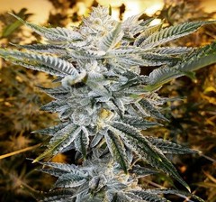 Products tagged with Kush