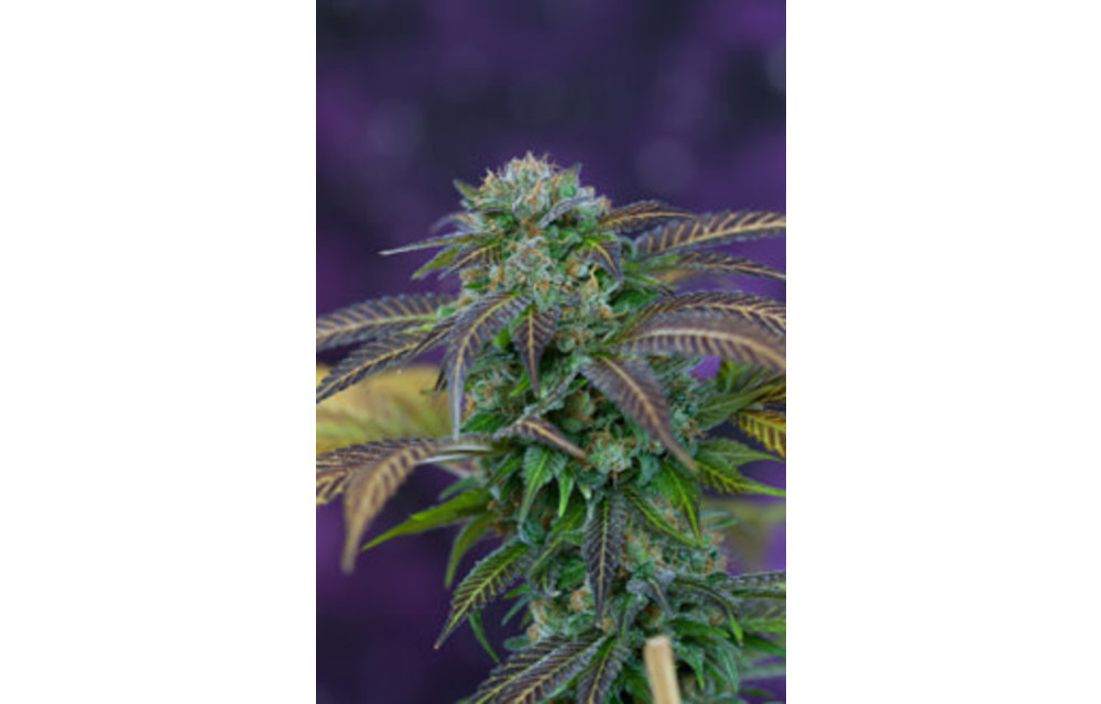 Subcool's The Dank Alchemy Reg 5 pk