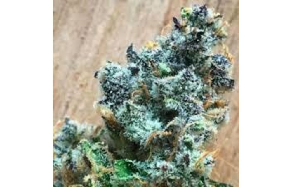 Subcool's The Dank Girl Time Reg 5 pk