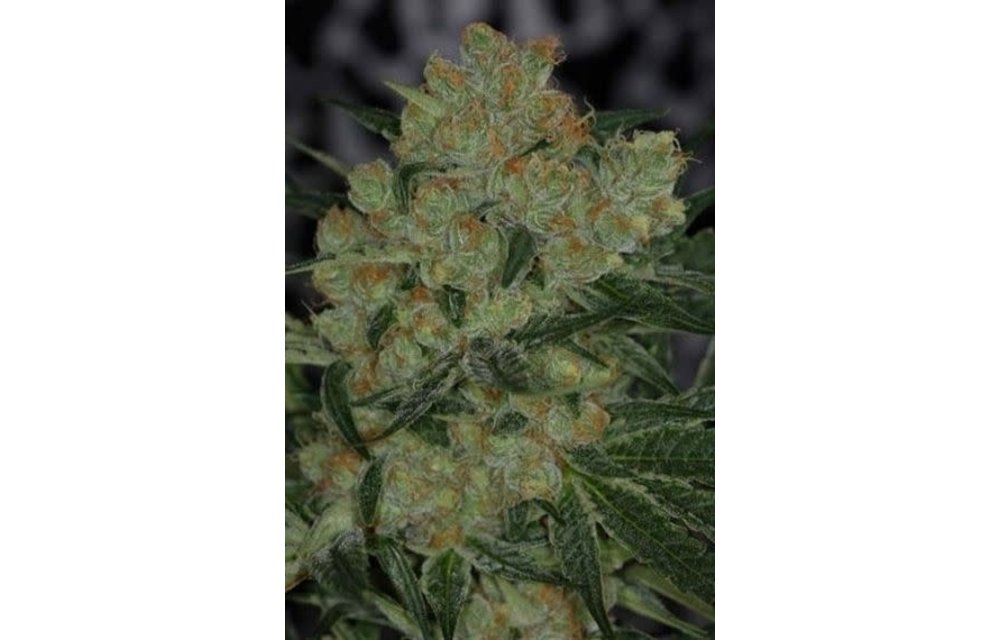 Jack Straw Reg 5 pk