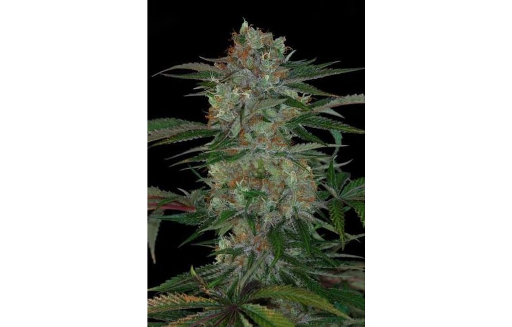 Subcool's The Dank Qush Reg 5 pk
