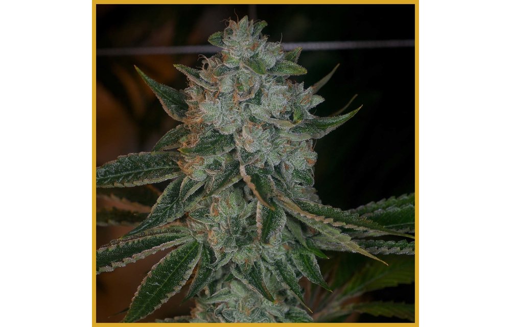 Heavenly OG Reg 12 pk