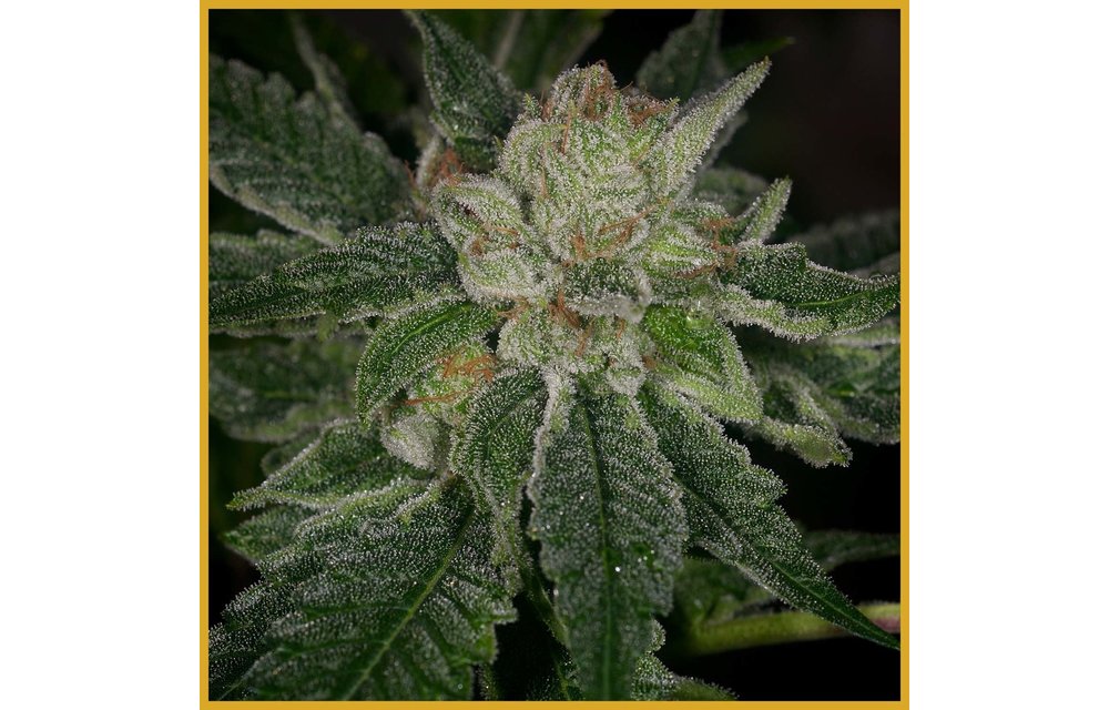 Elevated OG Reg 12 pk