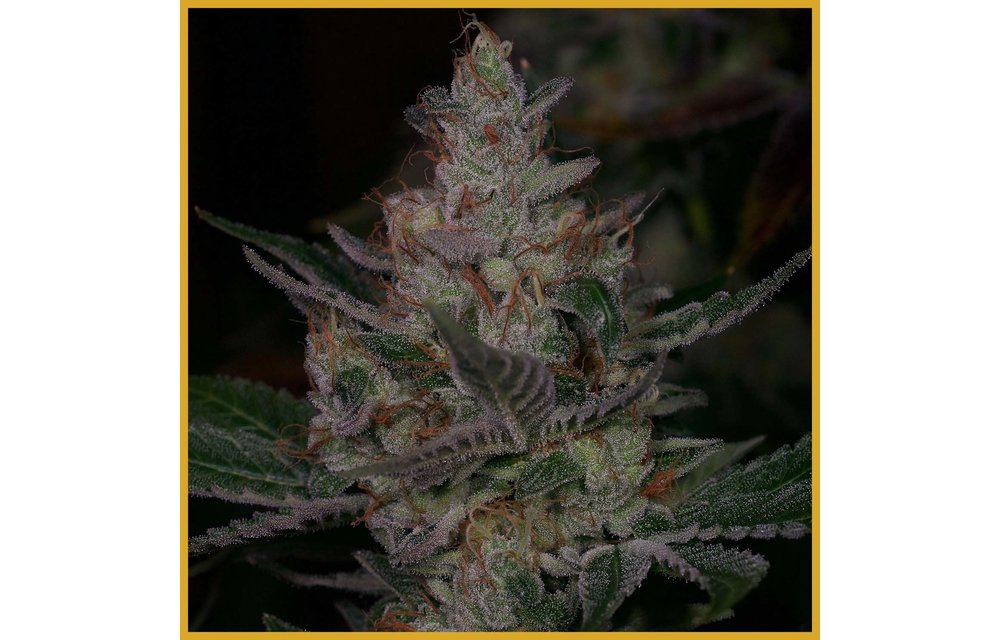Sour Face Reg 12 pk