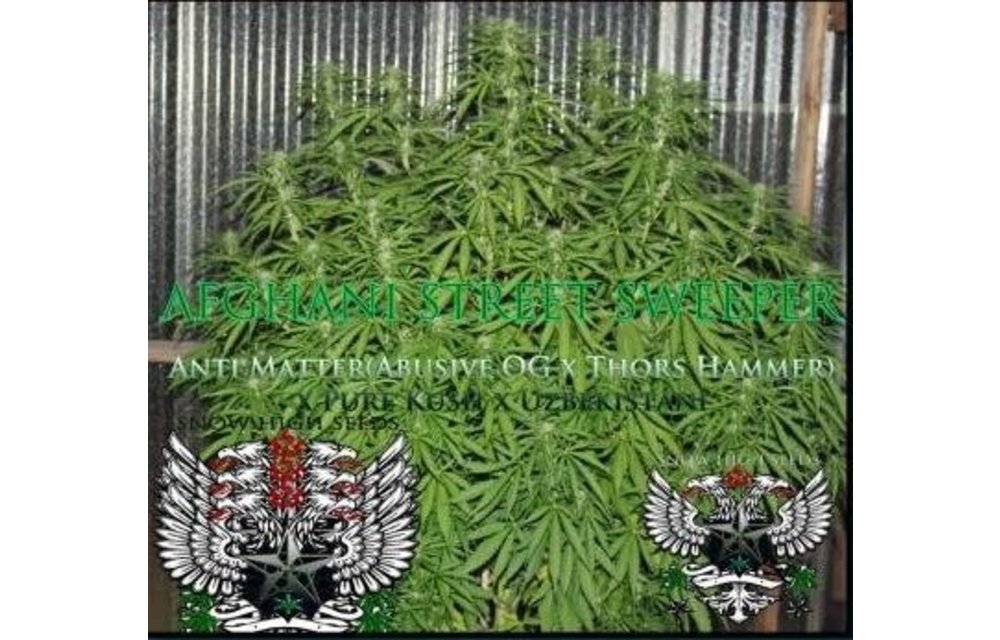 Afghani Street Sweeper Reg 10 pk