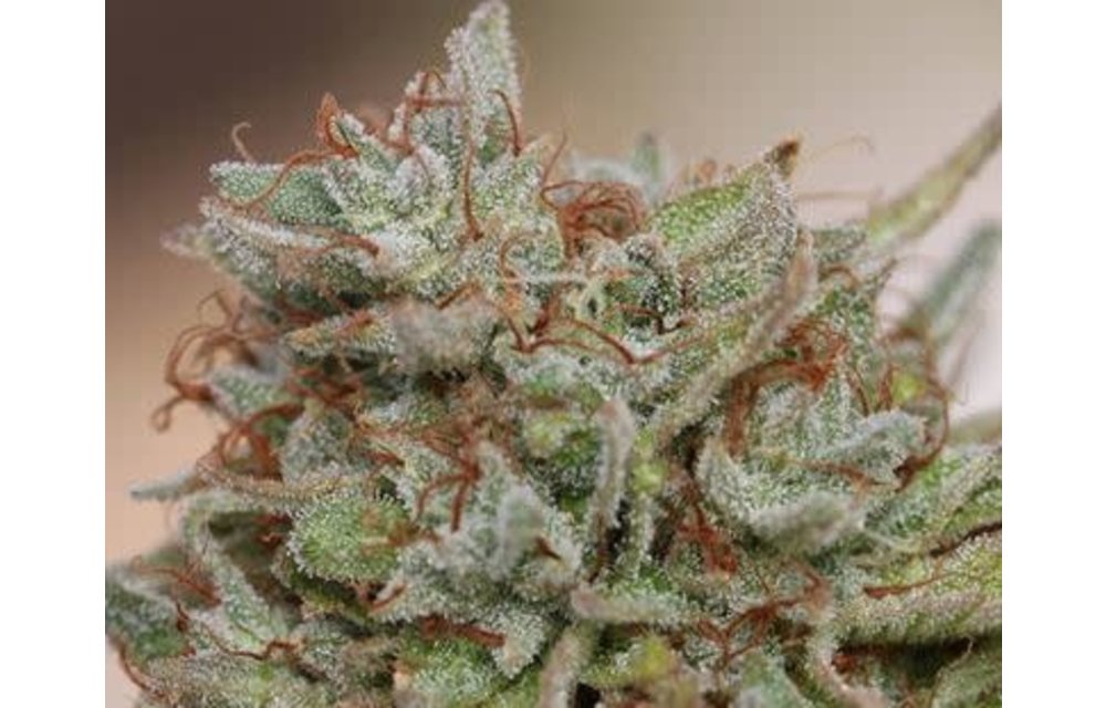 Allusion OG Reg 10 pk