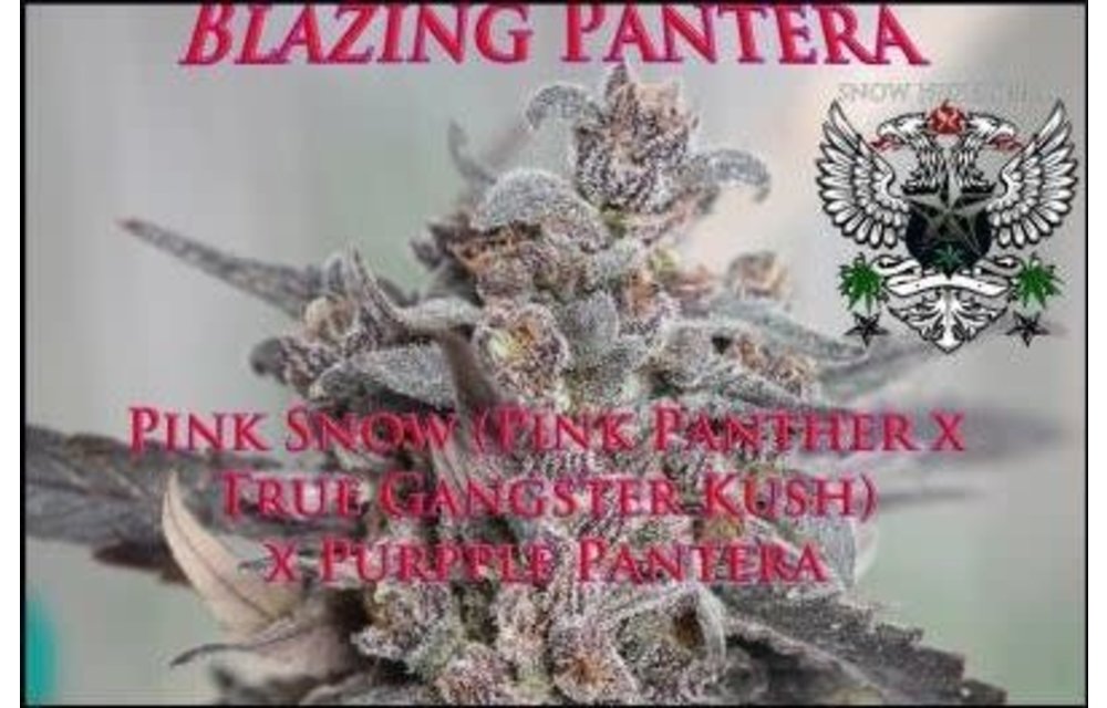 Blazing Pantera Reg 10 pk