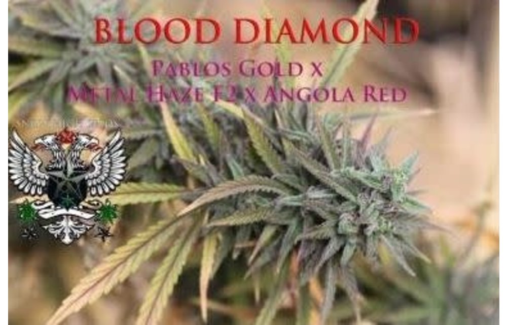 Blood Diamond Reg 10 pk