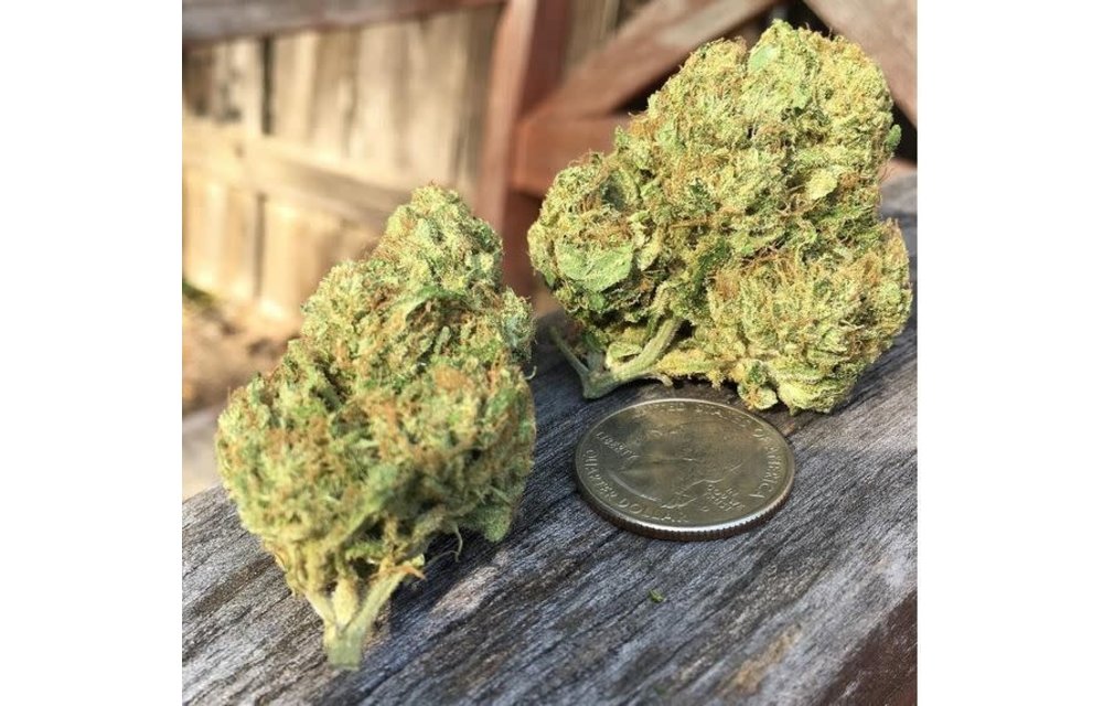 SnowHigh Seeds Deep Shit! Reg 10 pk