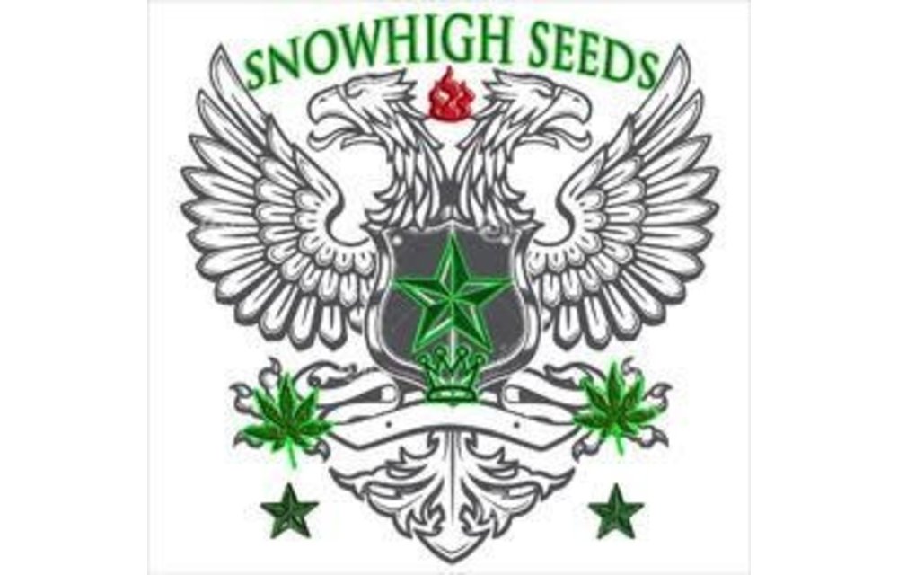 SnowHigh Seeds Epic Daze Purple Haze Reg 10 pk