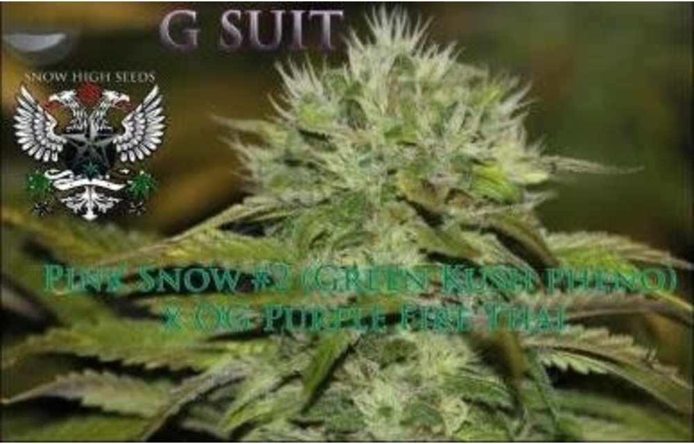 G Suit Reg 10 pk