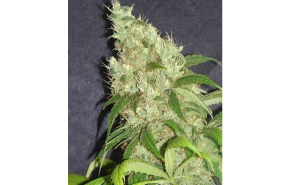 Golden White Grapefruit Reg 10 pk