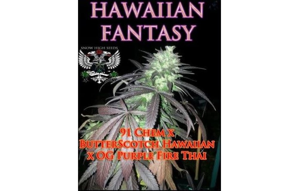 Hawaiian Fantasy Reg 10 pk