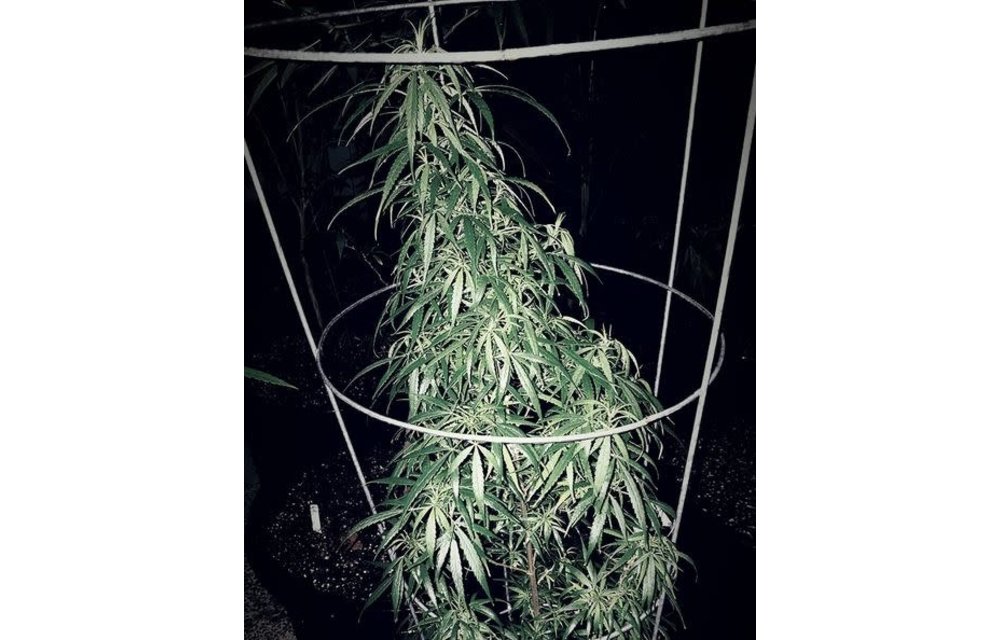 SnowHigh Seeds Heart of Darkness Reg 10 pk