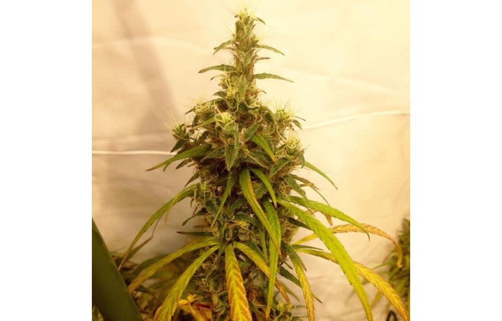 SnowHigh Seeds Heart of Darkness Reg 10 pk