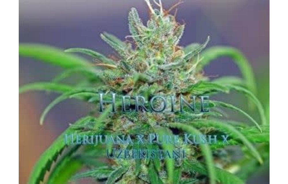 Heroine Reg 10 pk