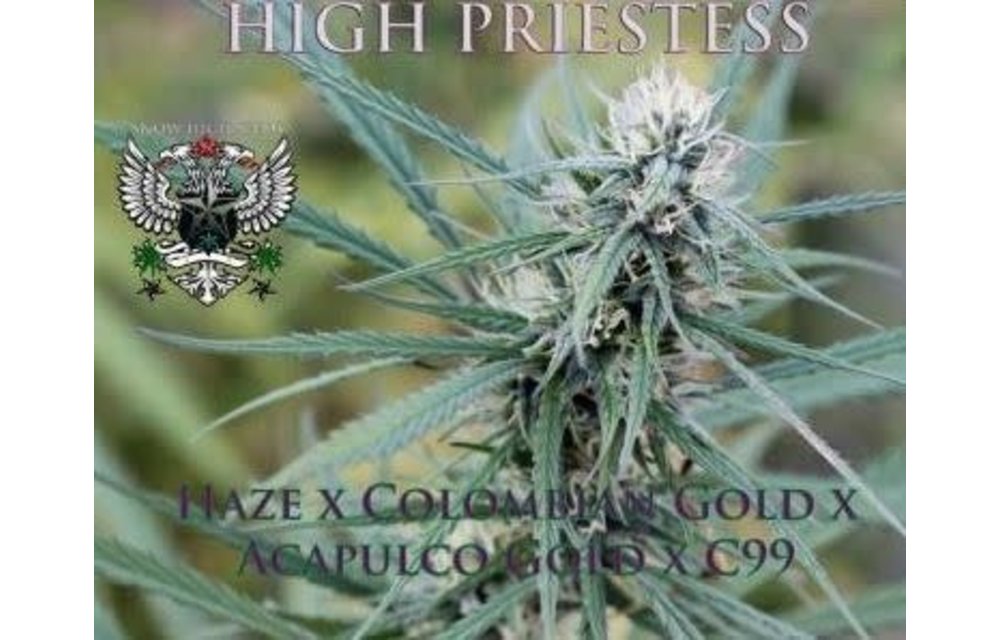 High Priestess Reg 10 pk