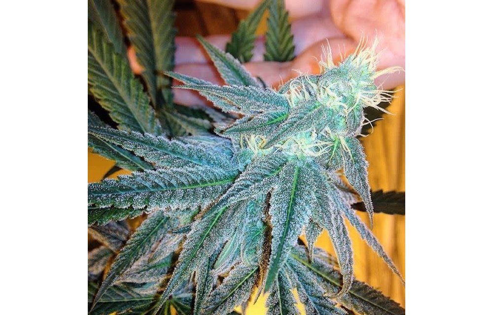 Hijo de Chingada Reg 10 pk