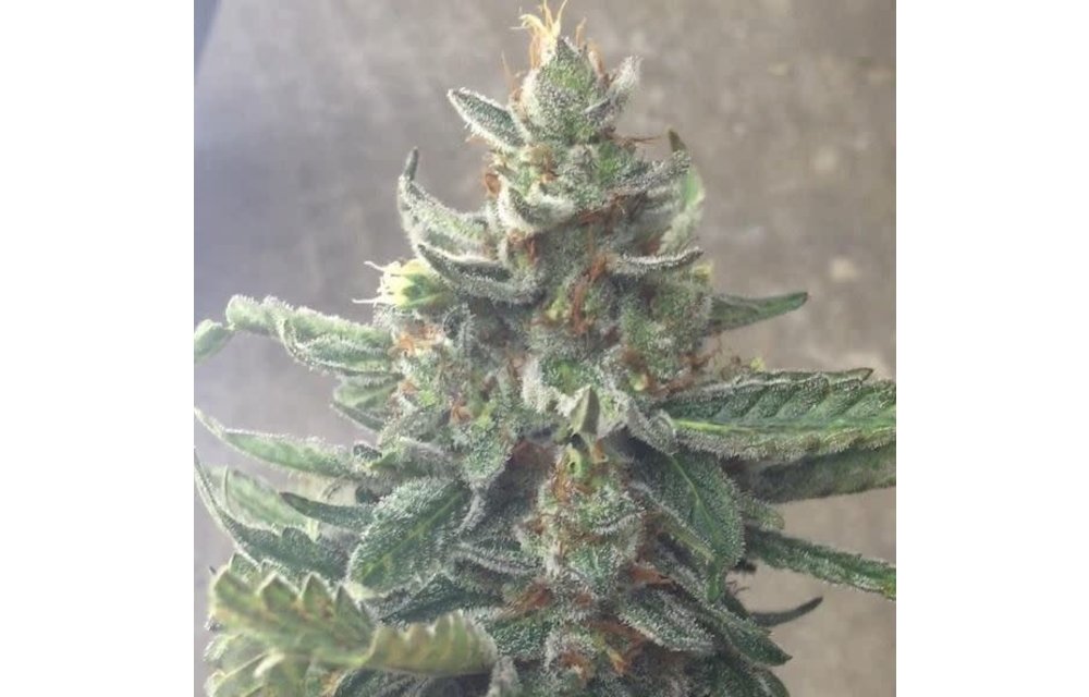Kaleidos Dope Reg 10 pk