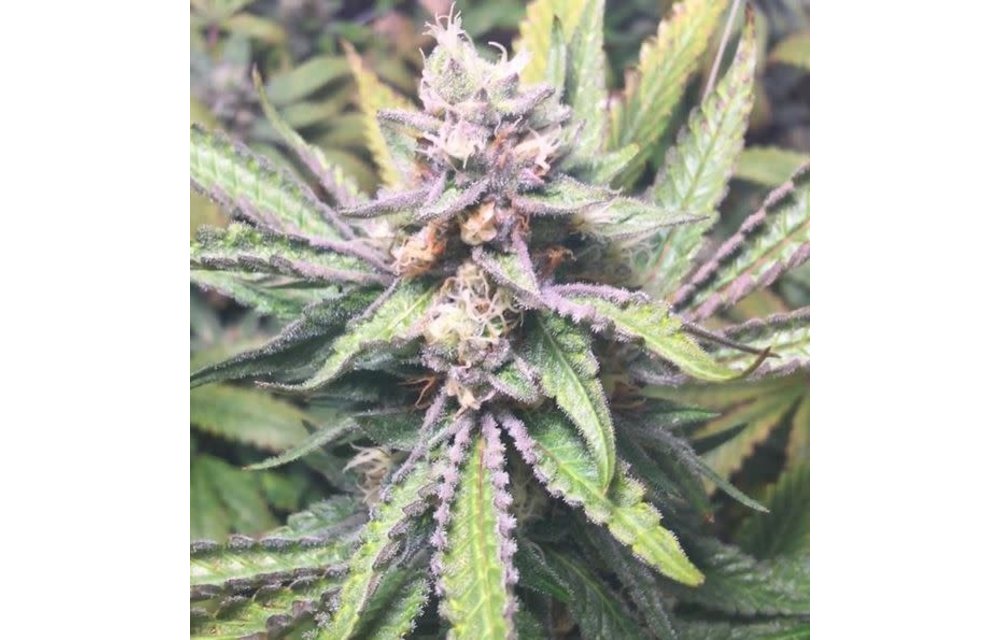 Kaleidos Dope Reg 10 pk