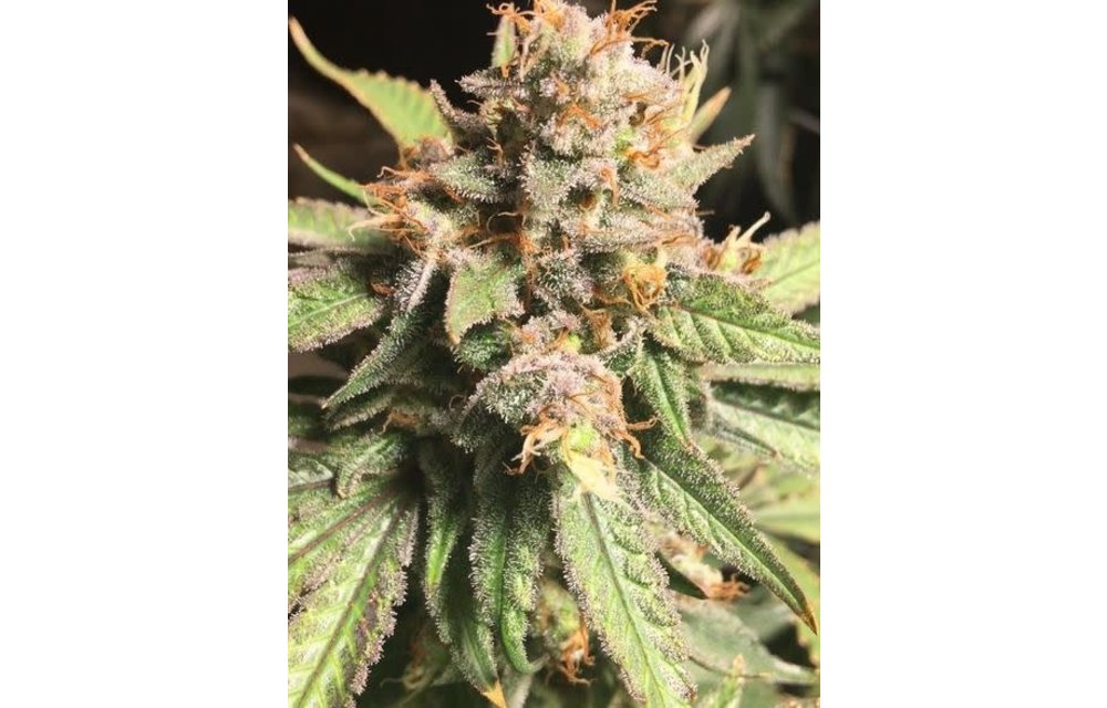 Kaleidos Dope Reg 10 pk