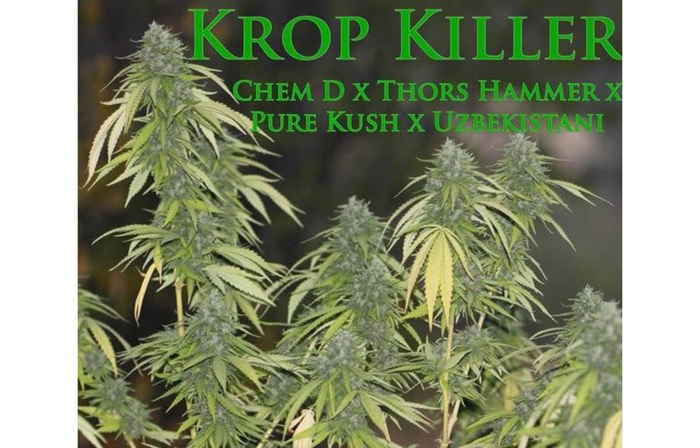 Krop Killer Reg 10 pk