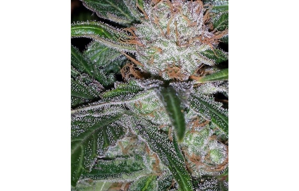 Magic Man Reg 5 pk
